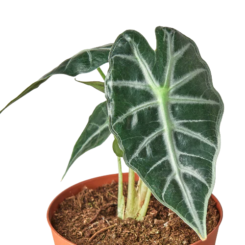 Little Jungle King Alocasia Amazonica 'Bambino' - Exotic Indoor Plant with Arrowhead Leaves and White Veins