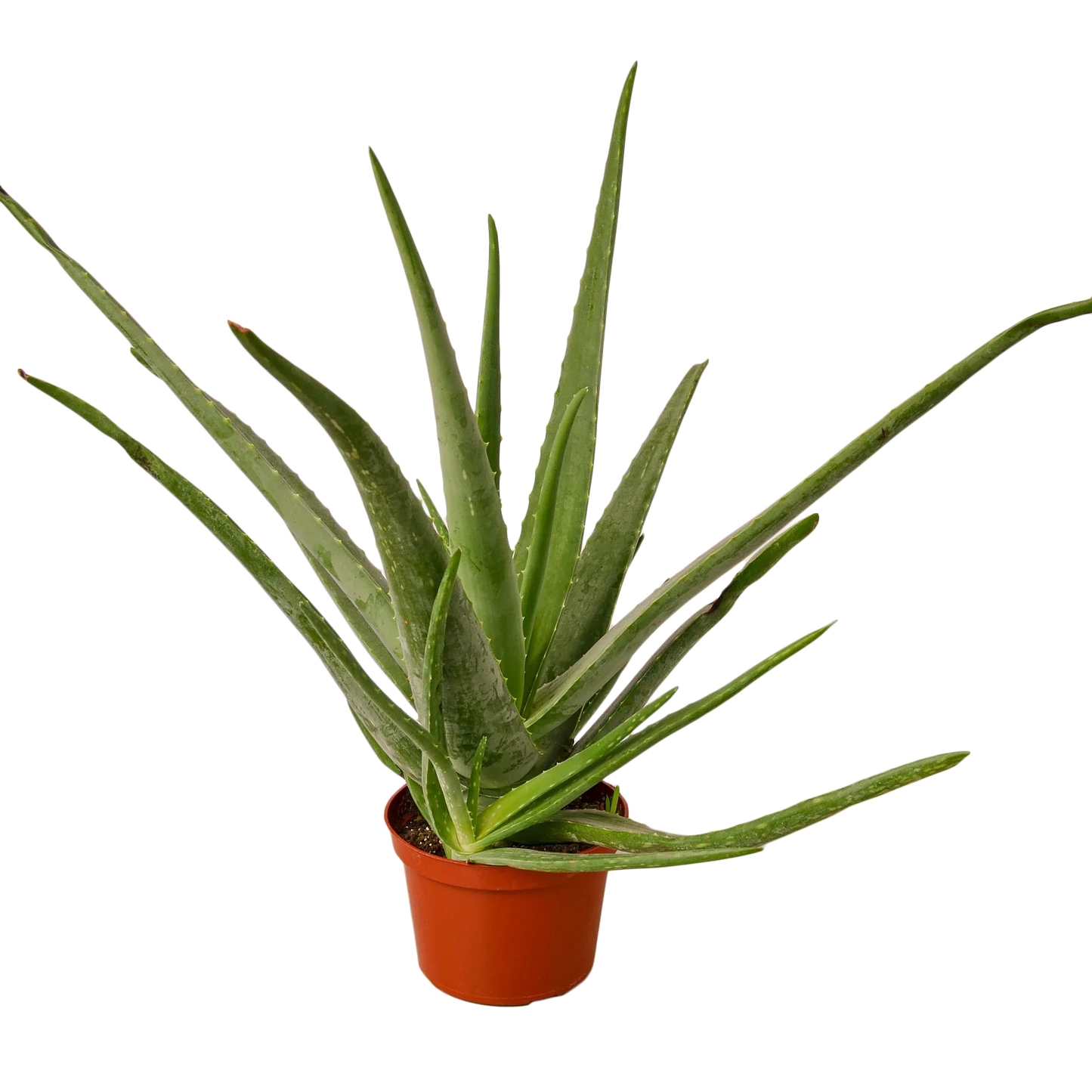 Miracle Plant: Aloe Vera