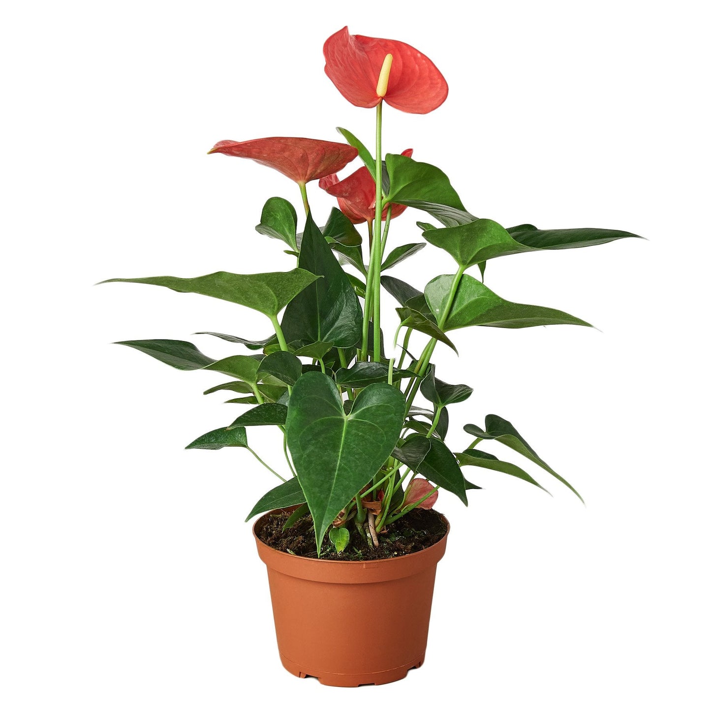 Anthurium 'Pink' - Tickled Pink: Exotic Houseplant with Glossy Heart-Shaped Leaves