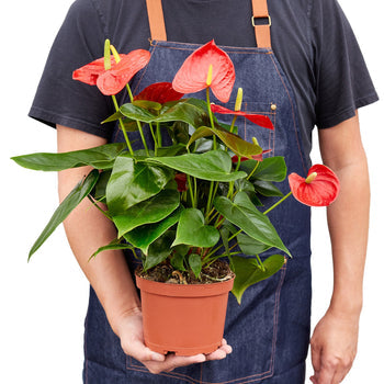 Anthurium 'Red' - Red Hot Romance: Exotic Flowering Houseplant with Glossy Heart-Shaped Leaves