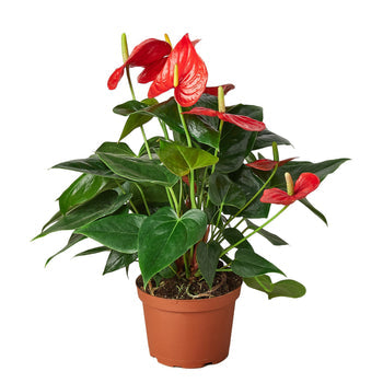 Anthurium 'Red' - Red Hot Romance: Exotic Flowering Houseplant with Glossy Heart-Shaped Leaves