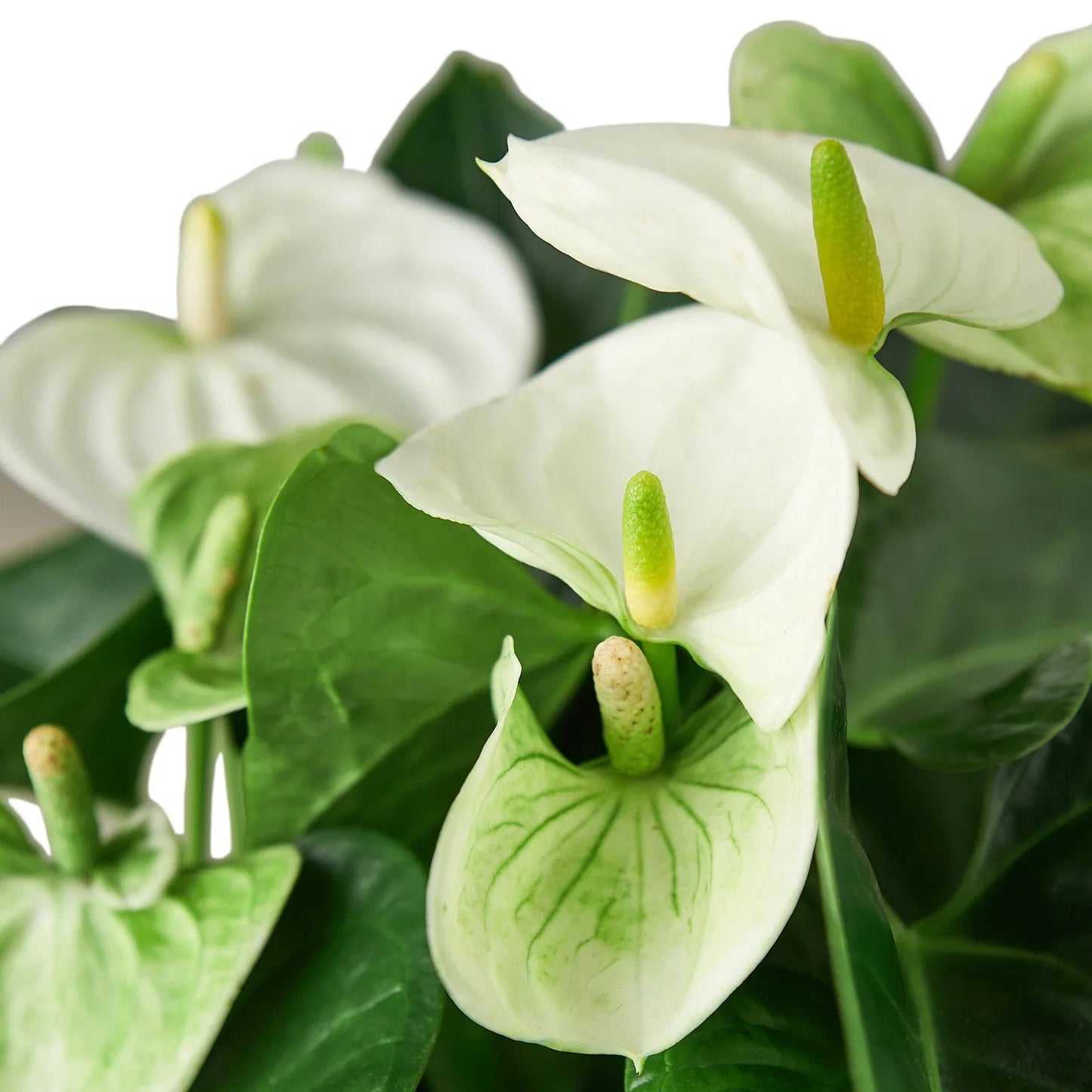 Anthurium 'White' - Pure White Delight: Year-Round Bloom Exotic Houseplant