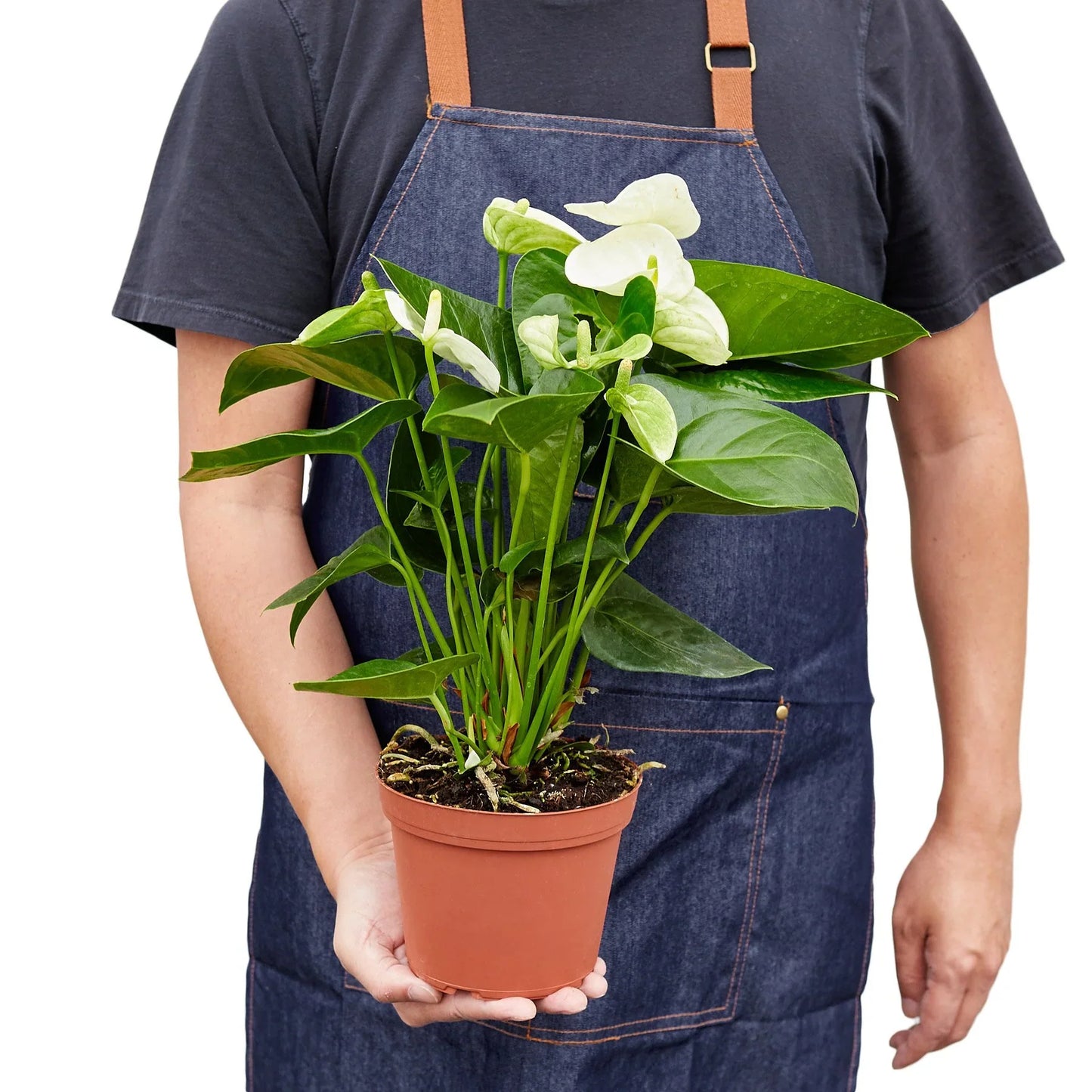 Anthurium 'White' - Pure White Delight: Year-Round Bloom Exotic Houseplant