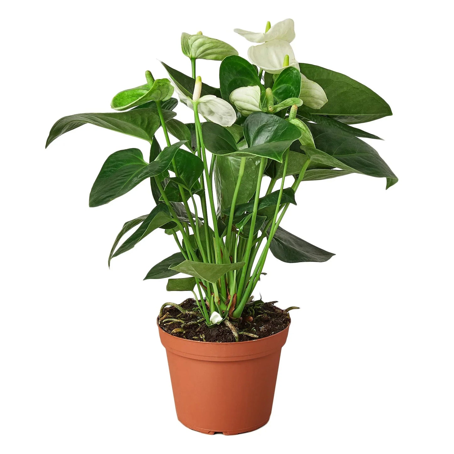 Anthurium 'White' - Pure White Delight: Year-Round Bloom Exotic Houseplant