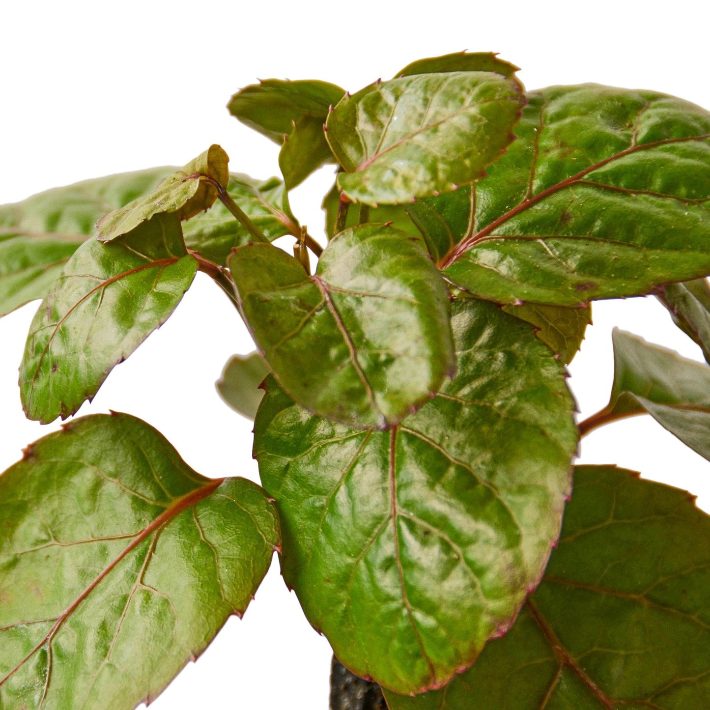 Aralia Fabian Stump 'Polyscias Scutellaria' - Tropical Titan: Indoor/Outdoor Evergreen Shrub