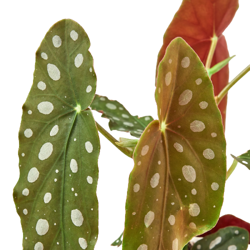 Polka Dot Delight - Spot-Tacular Star Begonia 'Maculata': Exotic, Eye-Catching, Easy-Care Houseplant