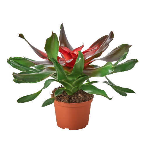 Bromeliad Medusa - Tangled Wonder: Exotic Red & Green Leaf Houseplant