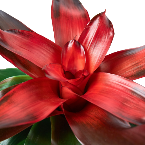 Bromeliad Medusa - Tangled Wonder: Exotic Red & Green Leaf Houseplant