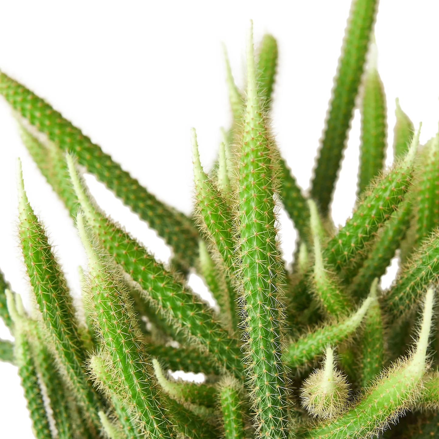 Rat Tail Cactus - The Tail of Intrigue: Unique Stem Shapes, Easy Indoor & Patio Plant