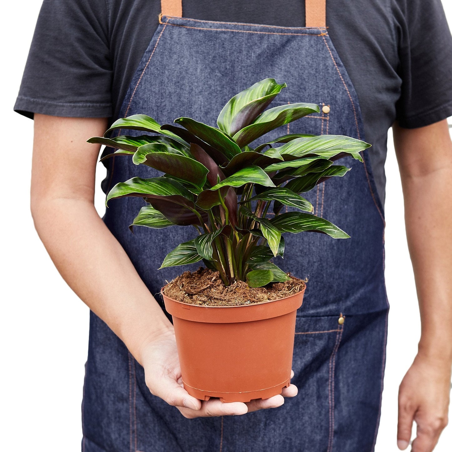 Calathea 'Beauty Star' - Sassy Stripes: Stunning Peacock Plant with Vibrant Foliage