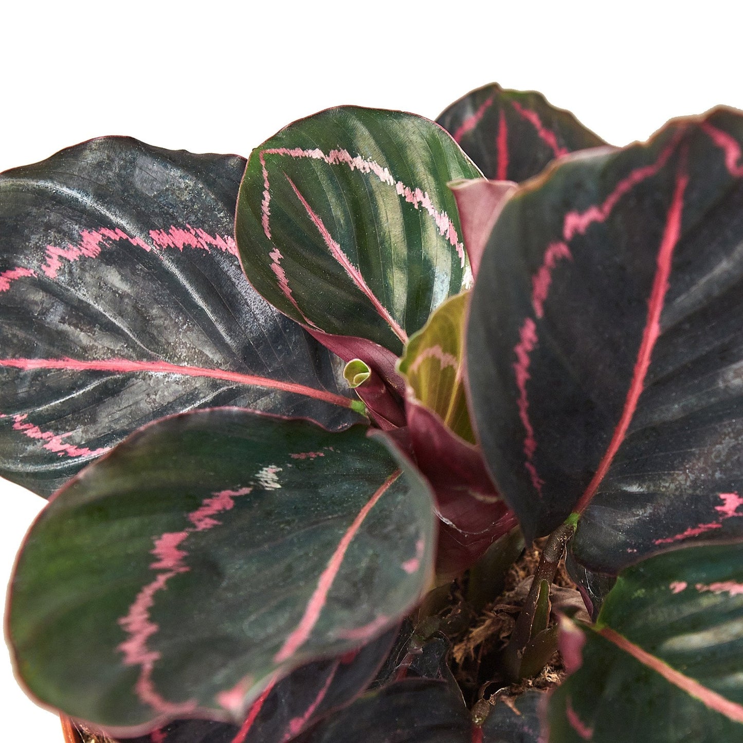 Calathea 'Dottie' - Funky Foliage Fiesta: Unique Decorative Houseplant with Color-Changing Leaves