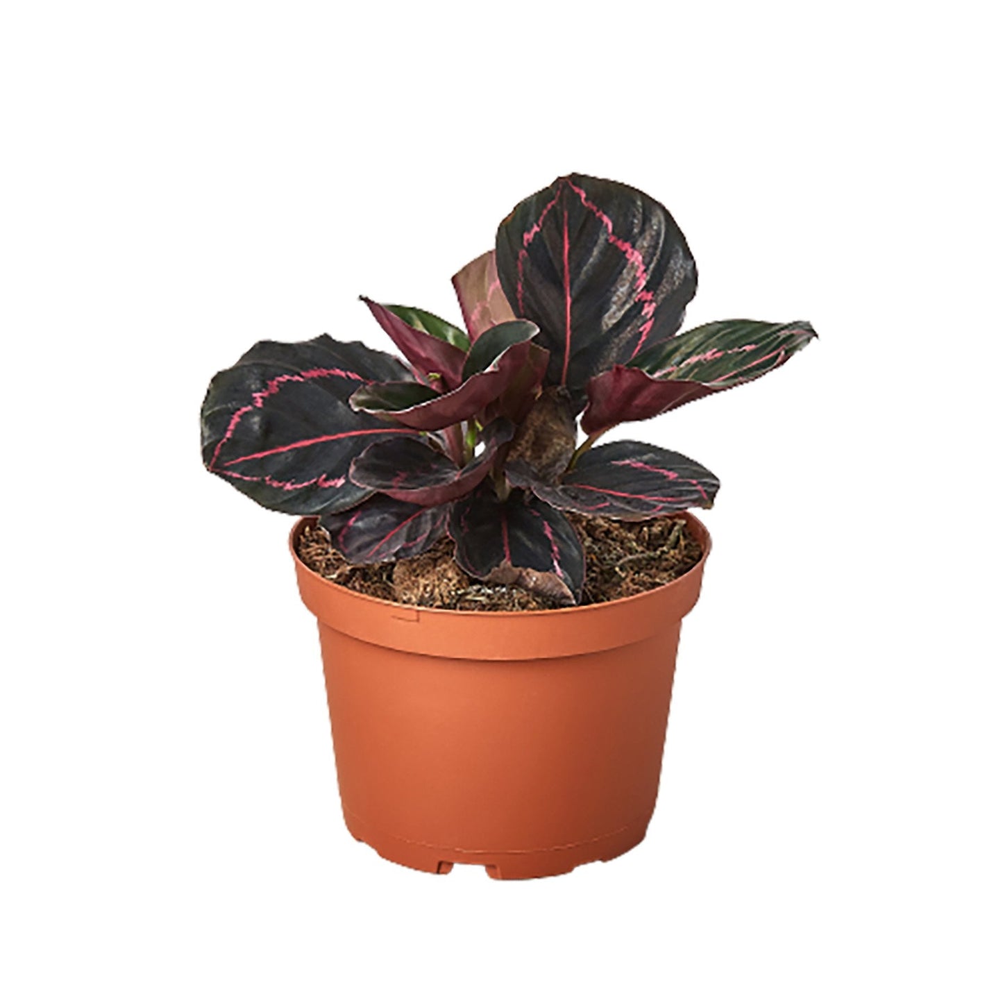 Calathea 'Dottie' - Funky Foliage Fiesta: Unique Decorative Houseplant with Color-Changing Leaves