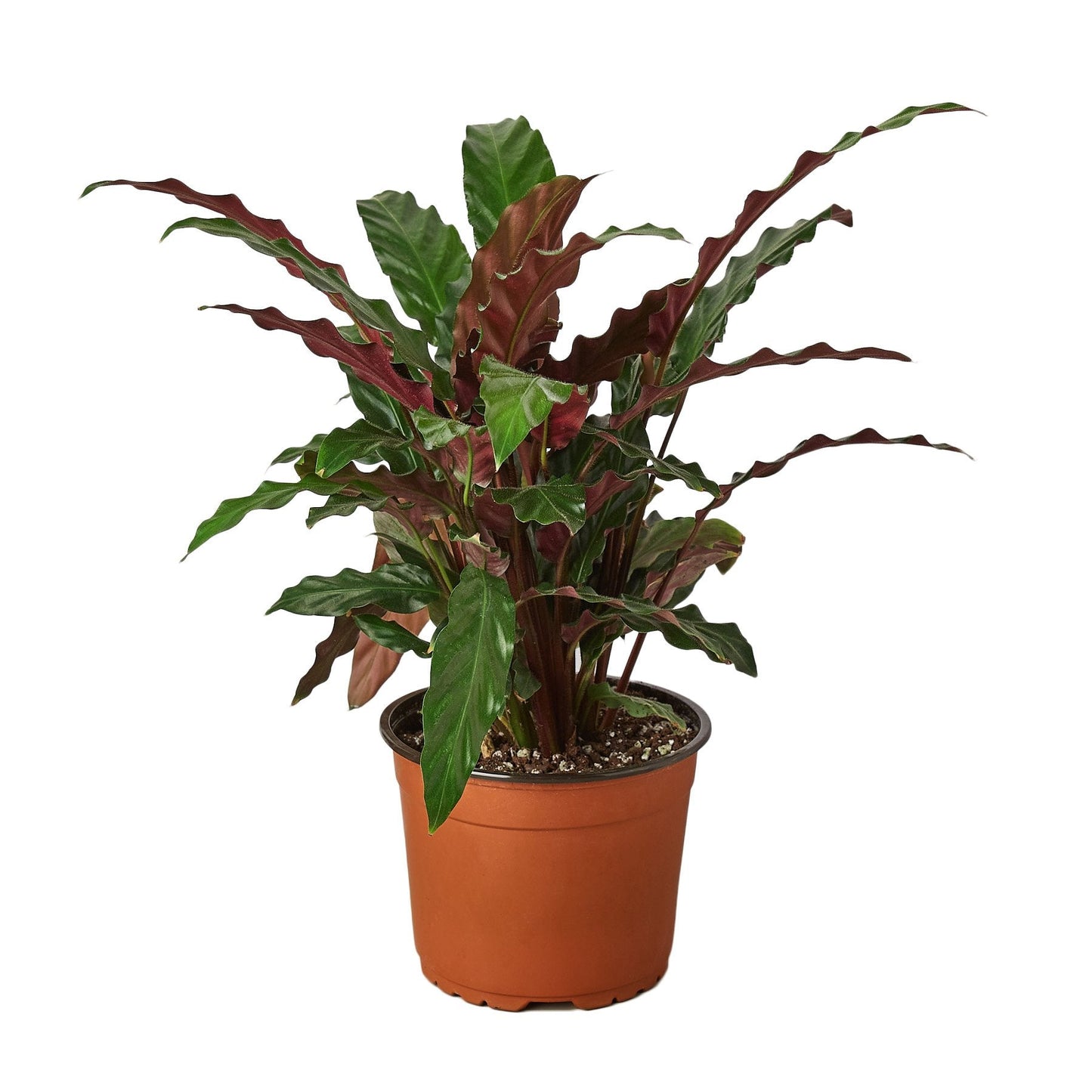 Calathea Rufibarba 'Furry Feather' - Fuzzy Green Diva: Exotic Indoor Plant for Stunning Décor