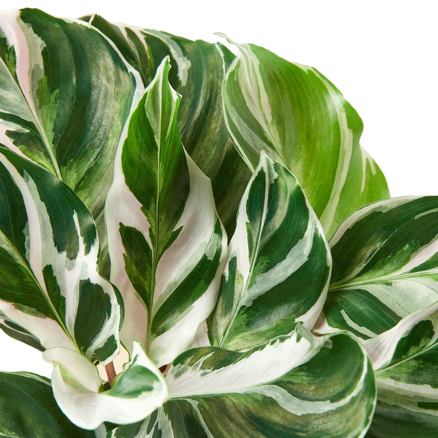 Calathea 'White Fusion' - Funky Foliage Fusion: Exotic Zebra Peacock Plant with Striking White and Green Leaves