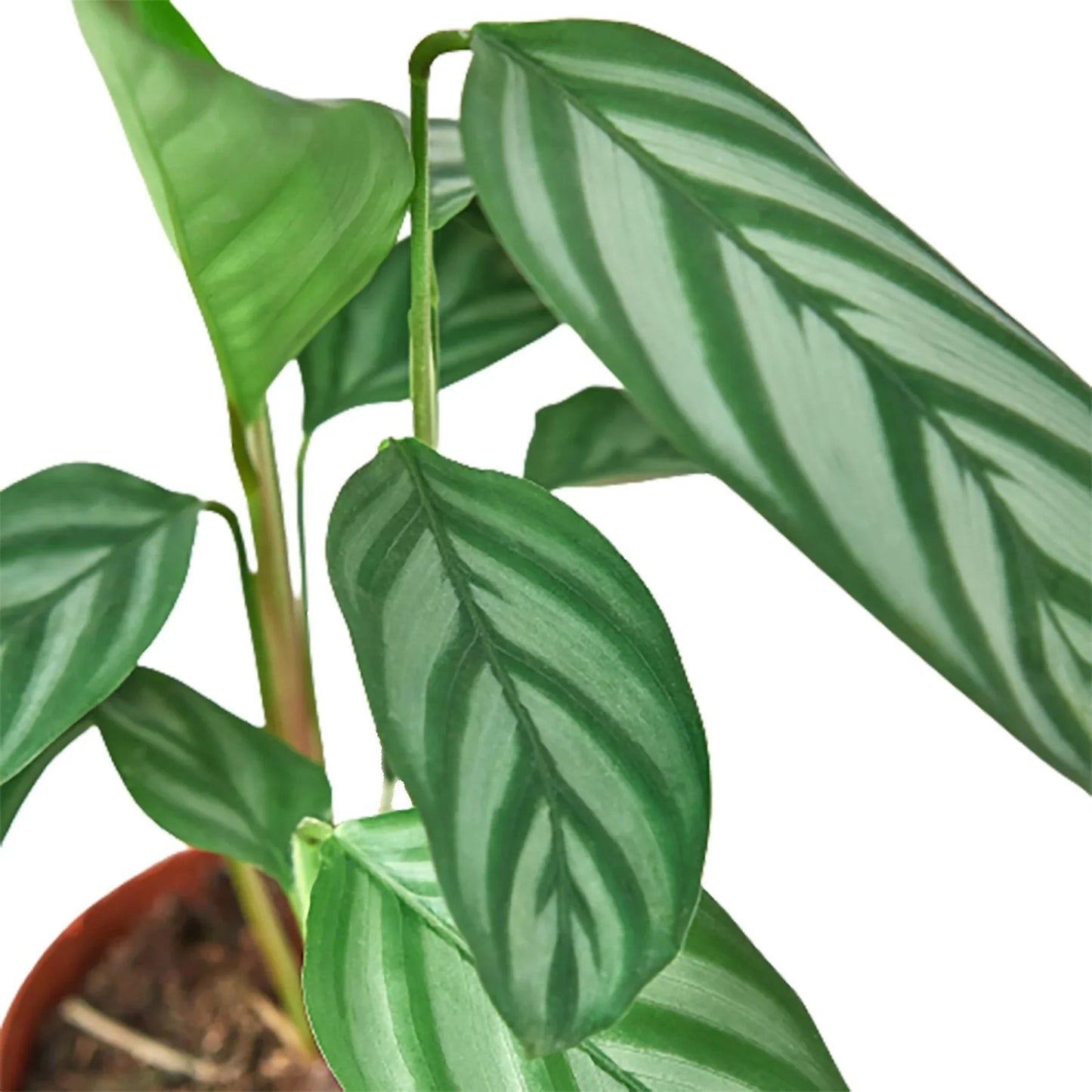 Calathea 'Grey Star' - Botanical Rockstar: Decorative Leaves & Easy Care Houseplant