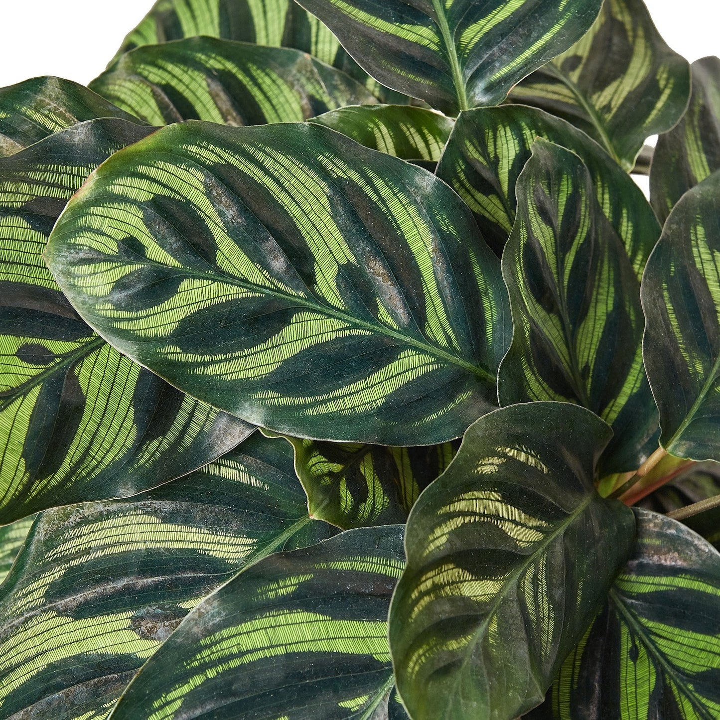 Calathea 'Makoyana' - Peacock Poser: Exotic Indoor Plant with Unique Patterned Leaves