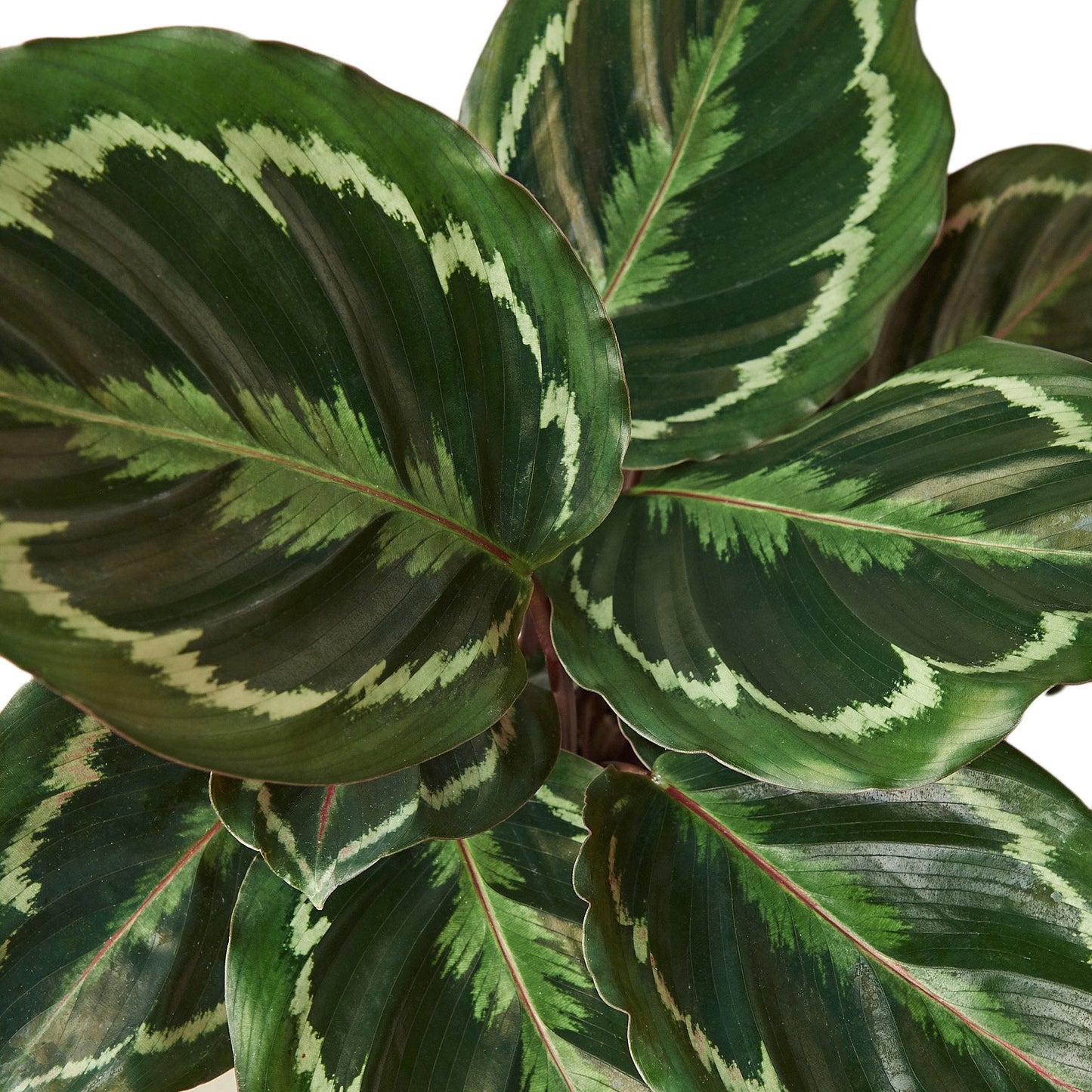 Calathea Roseopicta 'Medallion' - Pattern Play: Unique Peacock Plant with Colorful Leaves