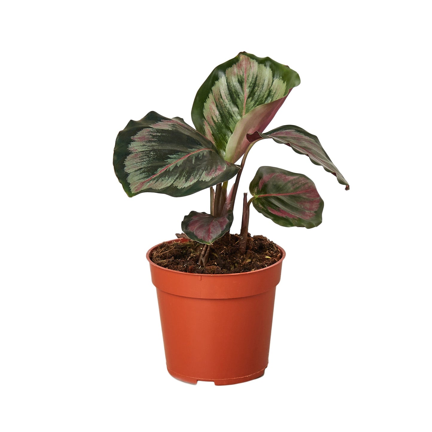 Calathea Roseopicta 'Medallion' II - Nature's Living Art: Peacock Plant with Vibrant Leaves, 4" Pot