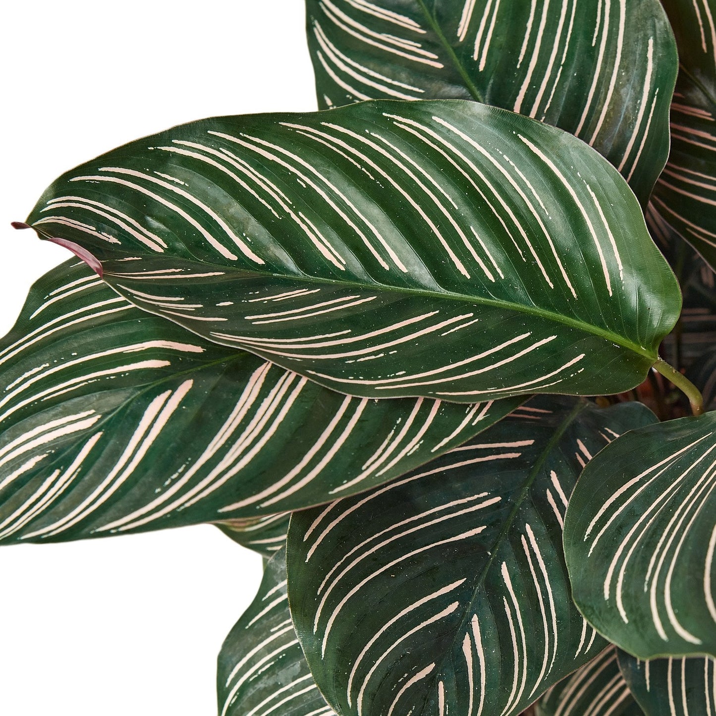 Calathea 'Ornata' - Tropical Tapestry: Stunning Peacock Plant with Striking Patterns