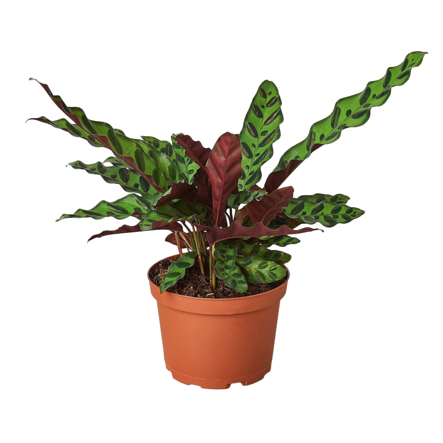 Calathea Lancifolia 'Rattlesnake' - Jungle Jazz Hands: Exotic Leafy Houseplant with Unique Ripples