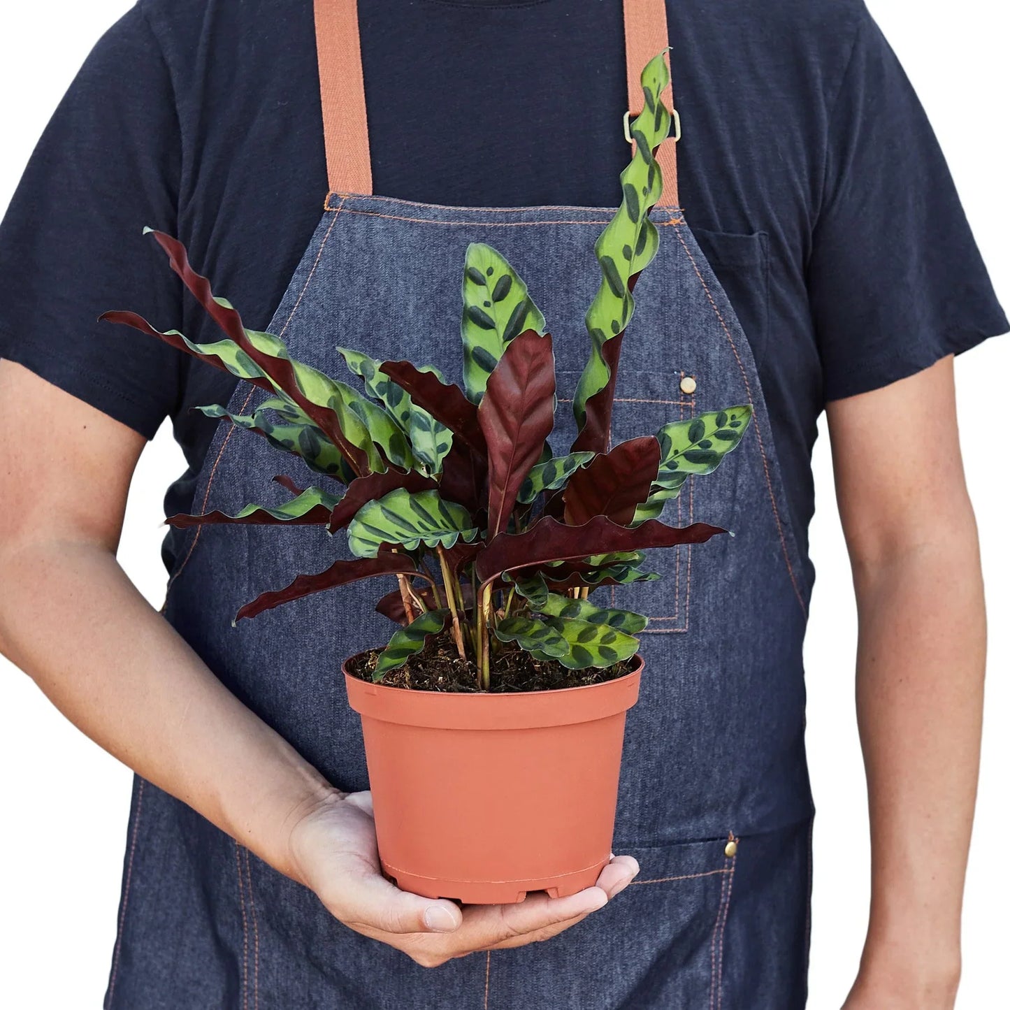 Calathea Lancifolia 'Rattlesnake' - Jungle Jazz Hands: Exotic Leafy Houseplant with Unique Ripples