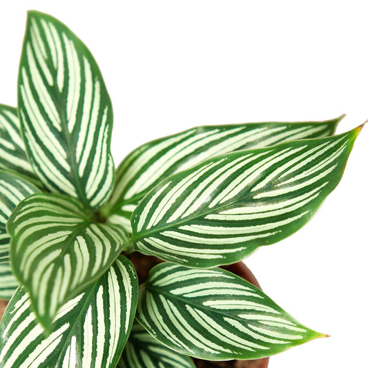 Calathea 'Vittata' - The Striped Diva: Vibrant Peacock Plant for Indoor Spaces