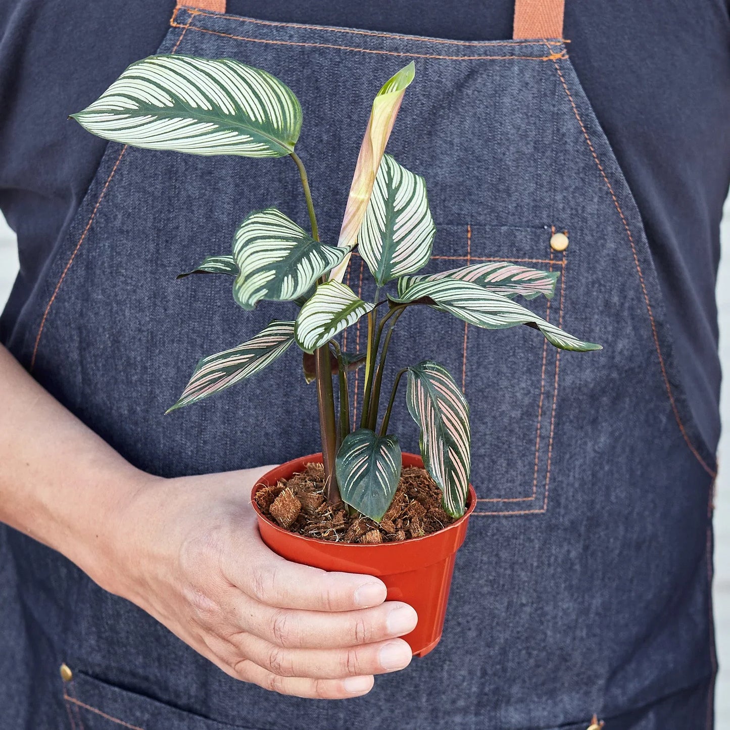 Calathea 'White Star' - Star of the Jungle: Stunning Decorative Leaves, Easy Care Indoor Plant