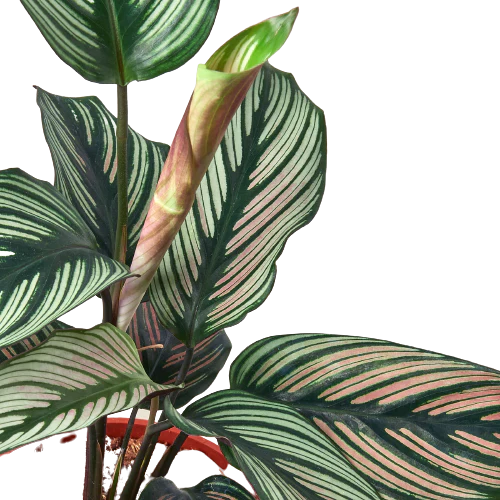 Calathea 'White Star' - Star of the Jungle: Stunning Decorative Leaves, Easy Care Indoor Plant