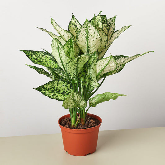 Chinese Evergreen 'First Diamond' - Diamond in the Rough: Low-Maintenance, Striking Variegated Houseplant