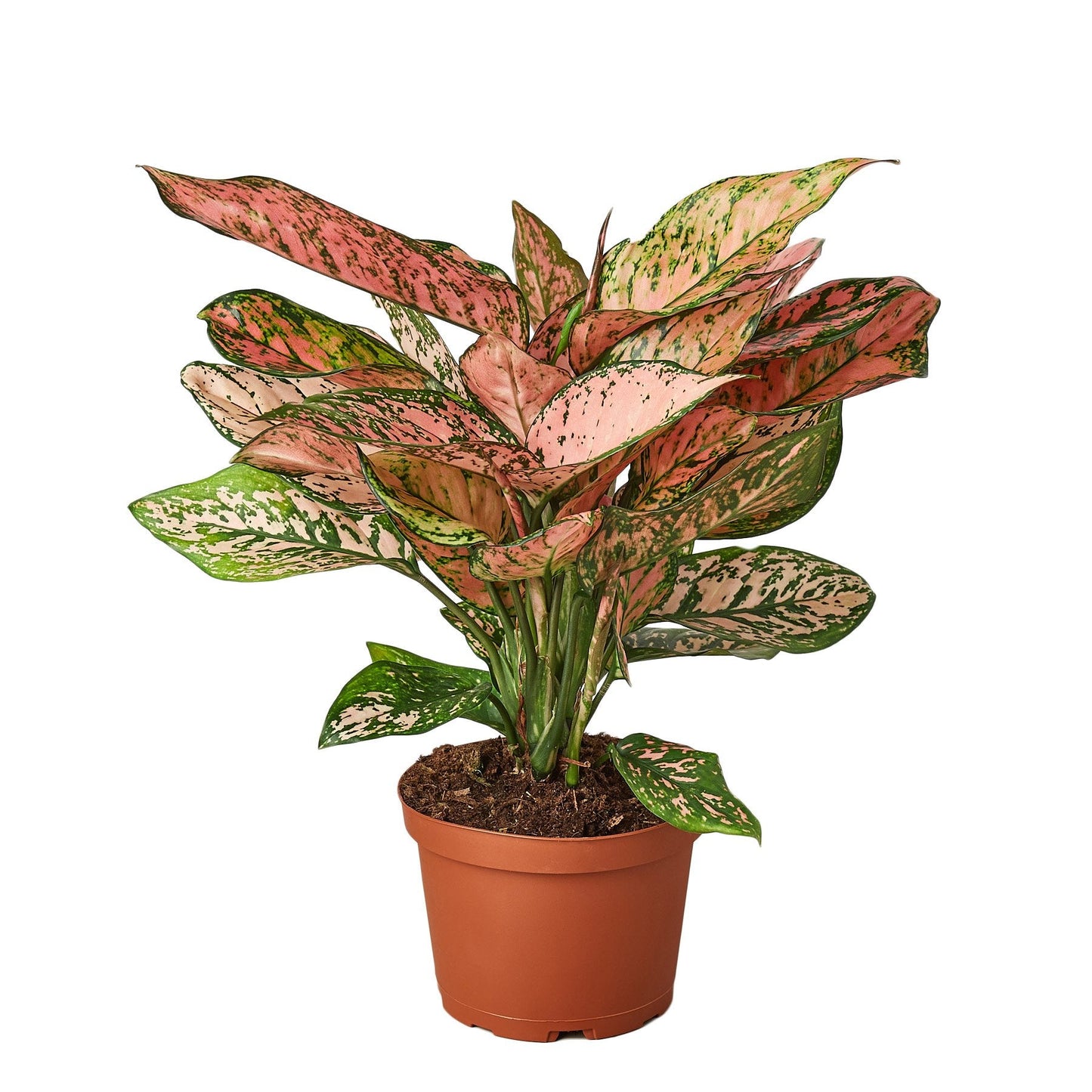 Chinese Evergreen 'Lady Valentine' - Valentine's Crush: Easy-Care Colorful Houseplant