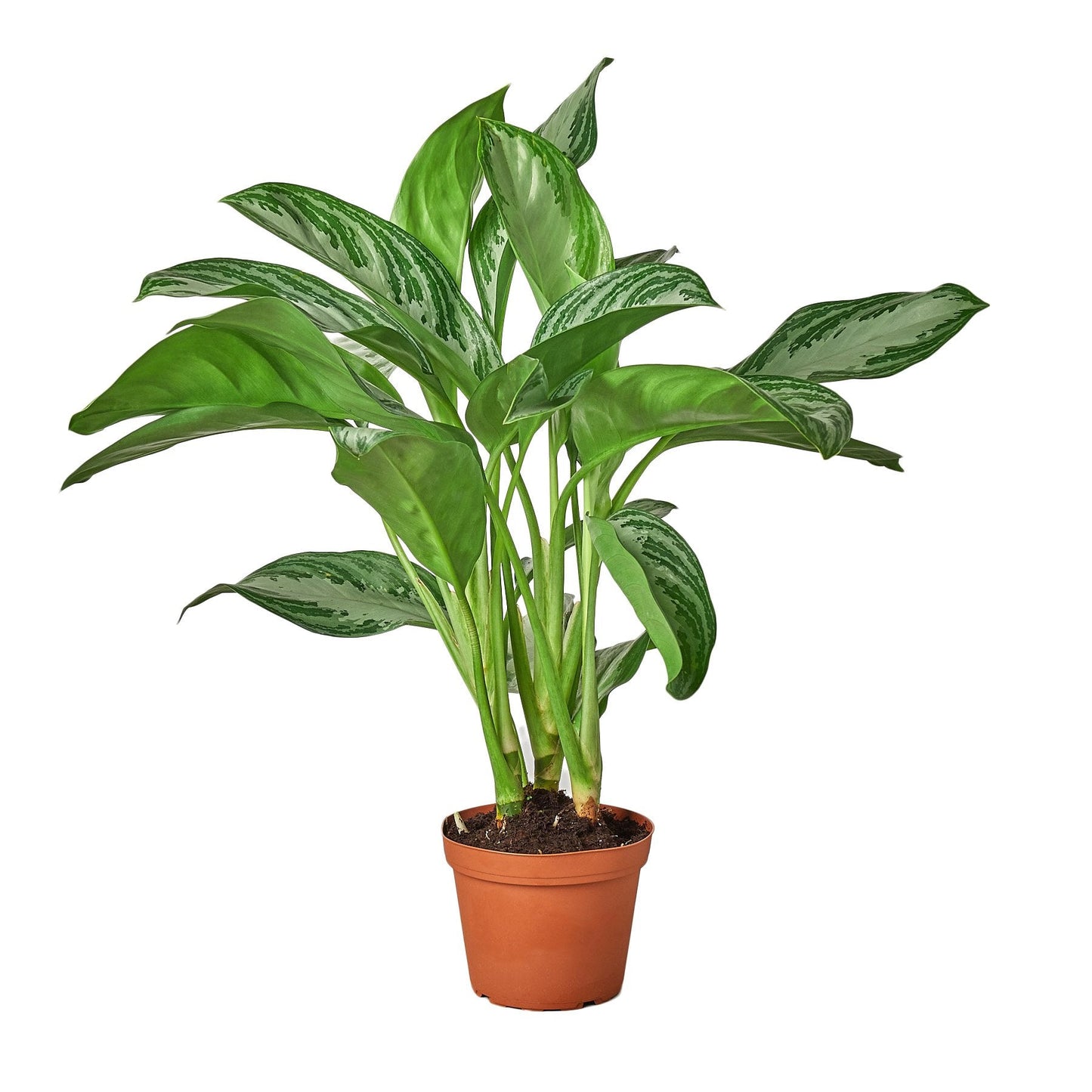 Chinese Evergreen 'Silver Bay' - Silver Chic: Easy-Care Indoor Houseplant with Unique Leaf Patterns