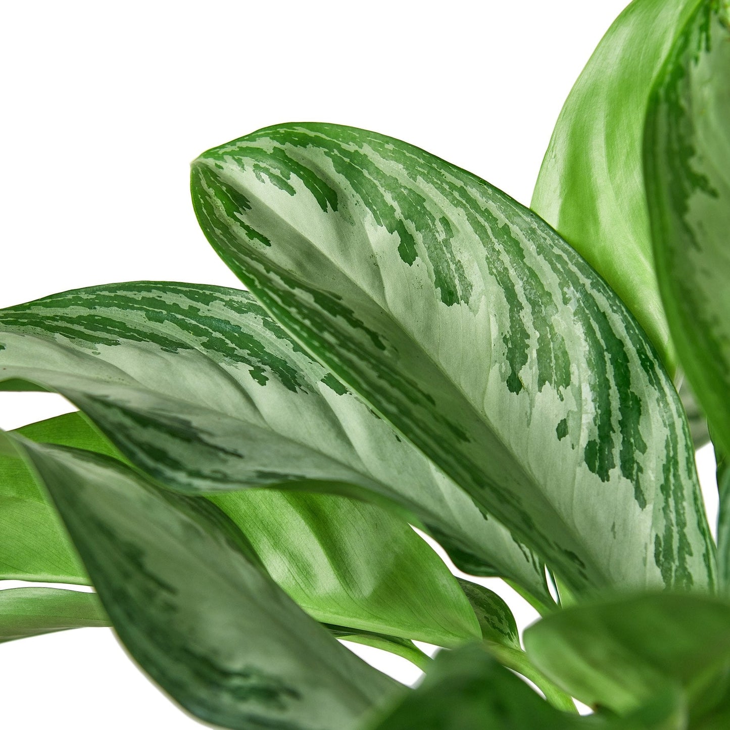 Chinese Evergreen 'Silver Bay' - Silver Chic: Easy-Care Indoor Houseplant with Unique Leaf Patterns