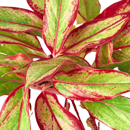 Chinese Evergreen 'Red Siam' - Red Dynasty: Easy-Care Vibrant Houseplant