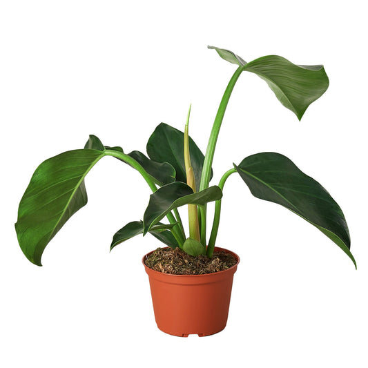 Philodendron 'Congo Green' - The Upright Gent: Unique Self-Heading Tropical Houseplant with Glossy Dark Green Leaves