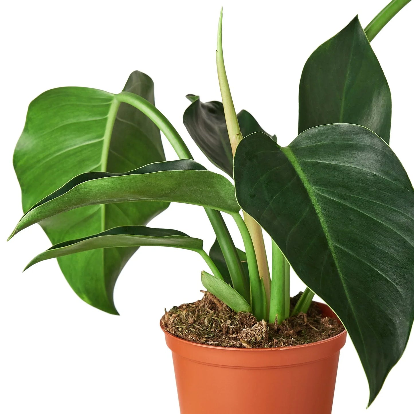 Philodendron 'Congo Green' - The Upright Gent: Unique Self-Heading Tropical Houseplant with Glossy Dark Green Leaves