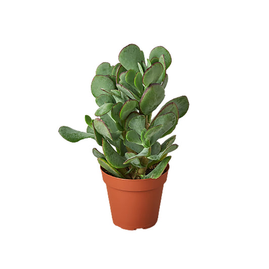 Succulent Crassula 'Silver Dollar' - Cha-Ching Green Machine: Evergreen Jade Succulent, Money Plant