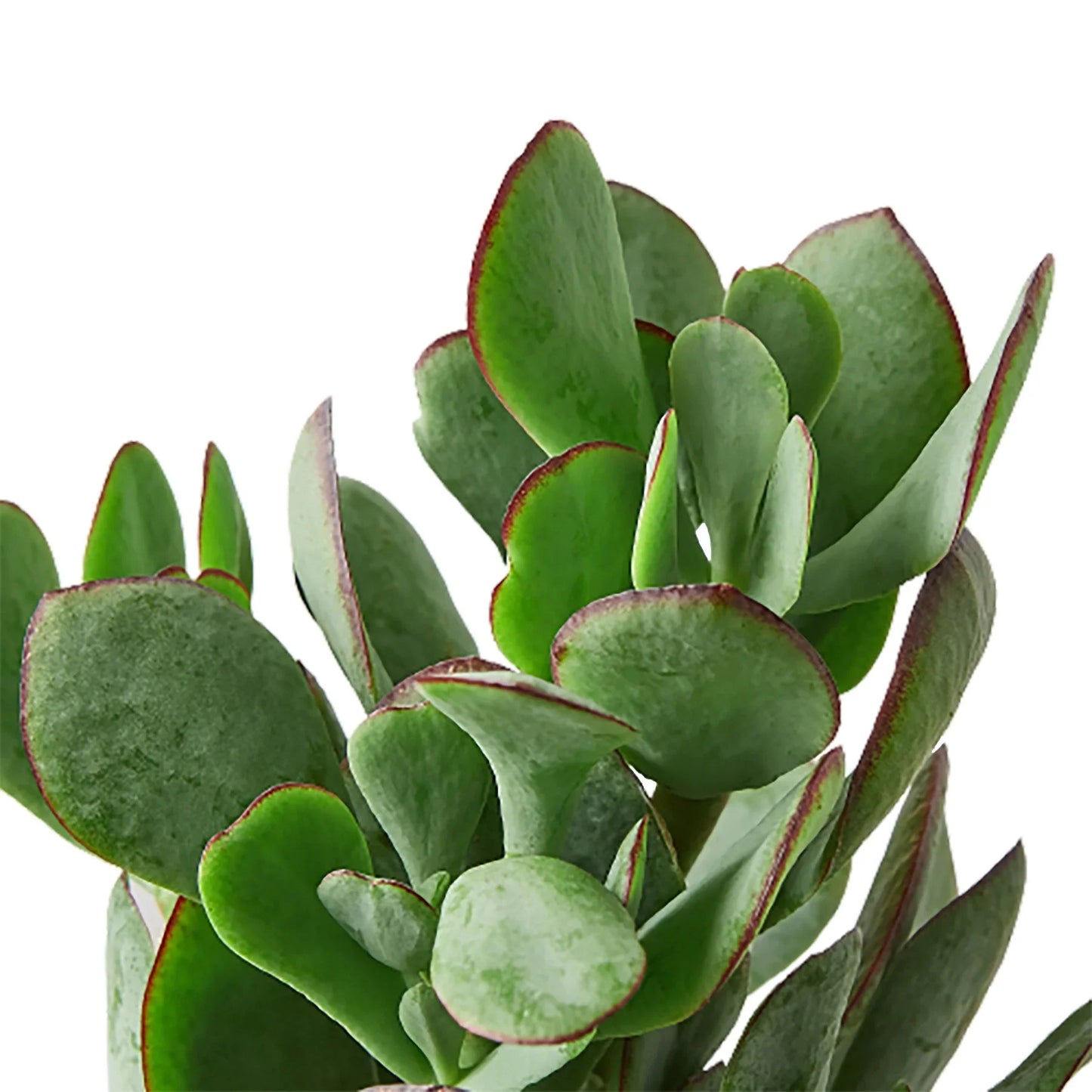 Succulent Crassula 'Silver Dollar' - Cha-Ching Green Machine: Evergreen Jade Succulent, Money Plant