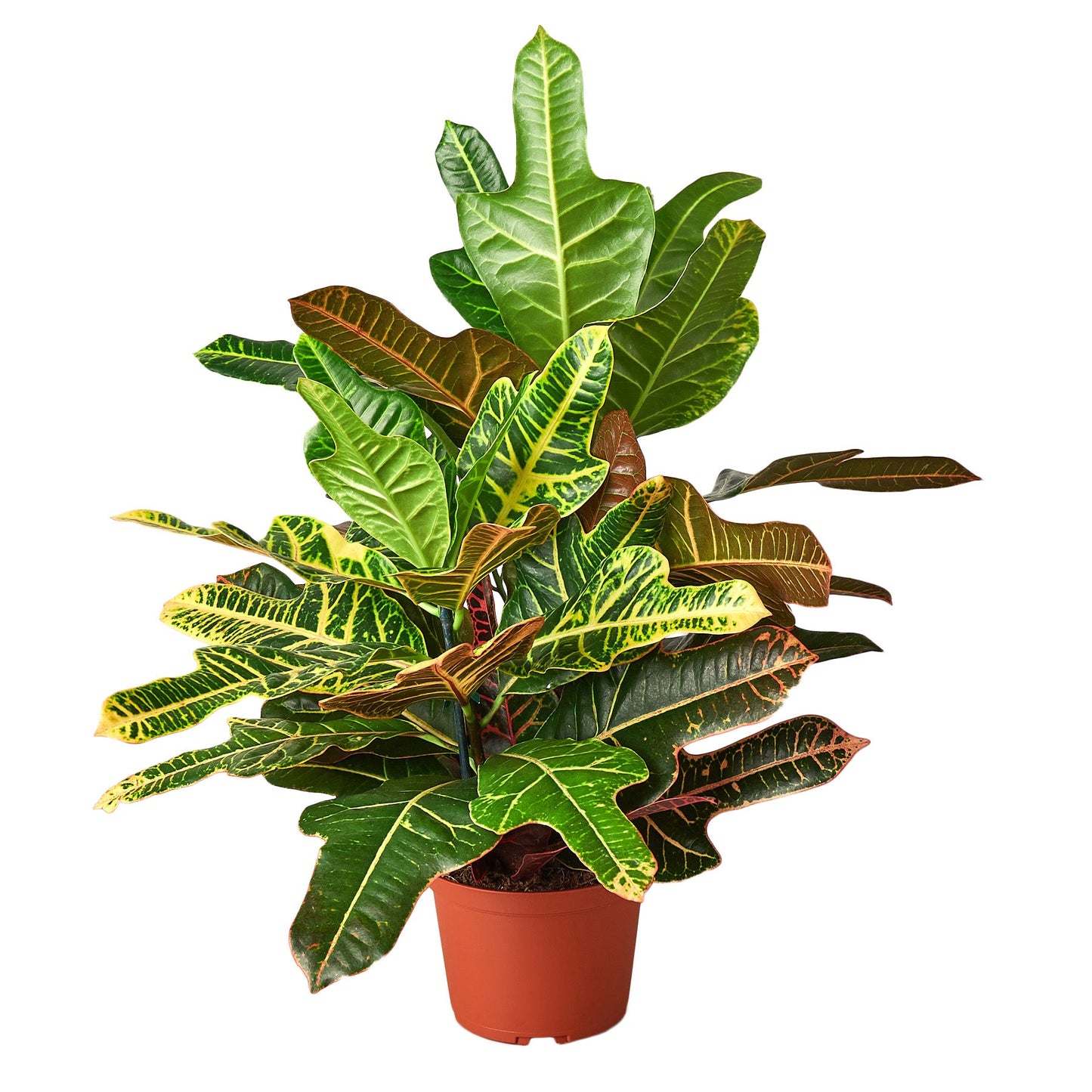 Croton 'Oak Leaf' - Colorful Canopy: Vibrant Indoor House Plant with Large Colorful Leaves