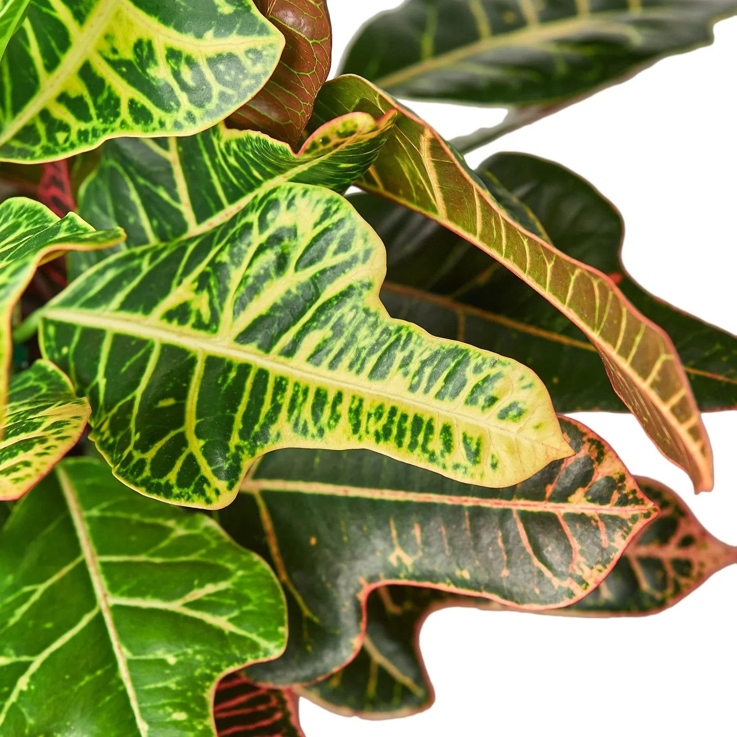 Croton 'Oak Leaf' - Colorful Canopy: Vibrant Indoor House Plant with Large Colorful Leaves