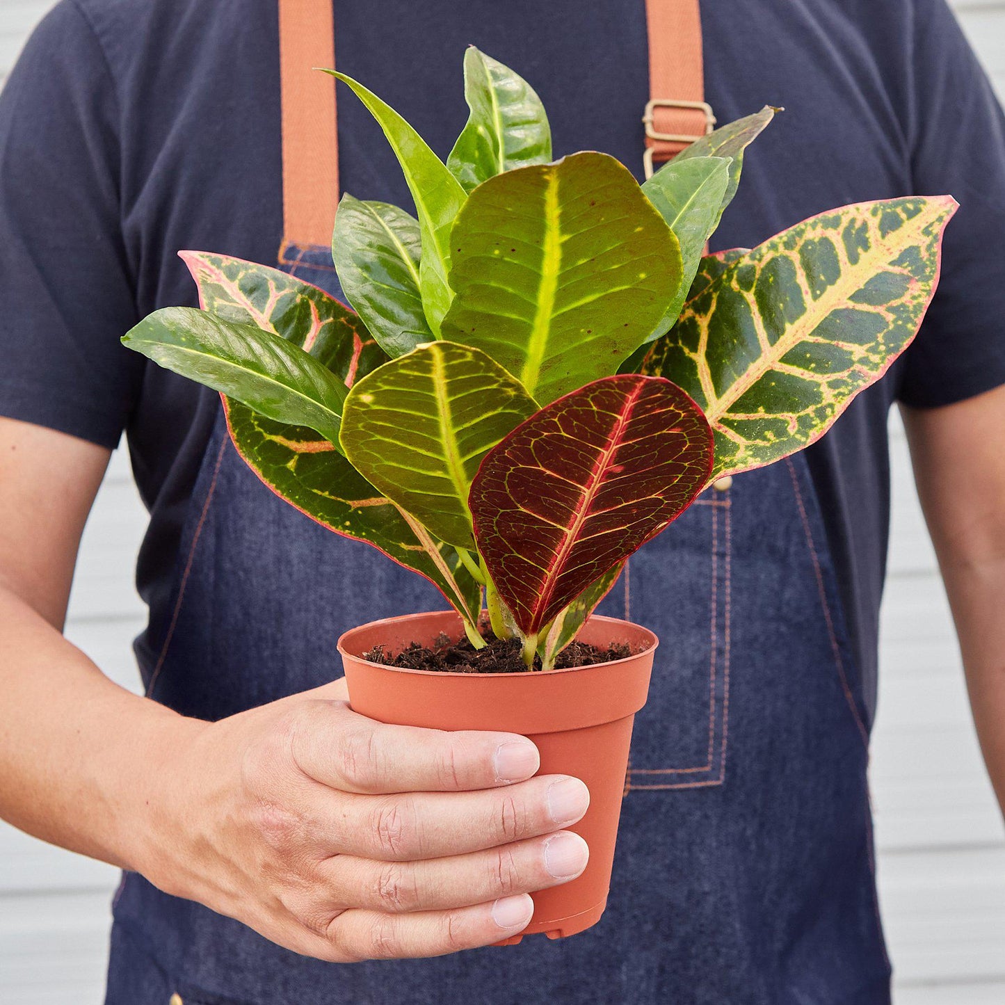 Croton Petra 'Joseph's Coat' - Painter's Palette: Vibrant Indoor/Outdoor Leafy Marvel