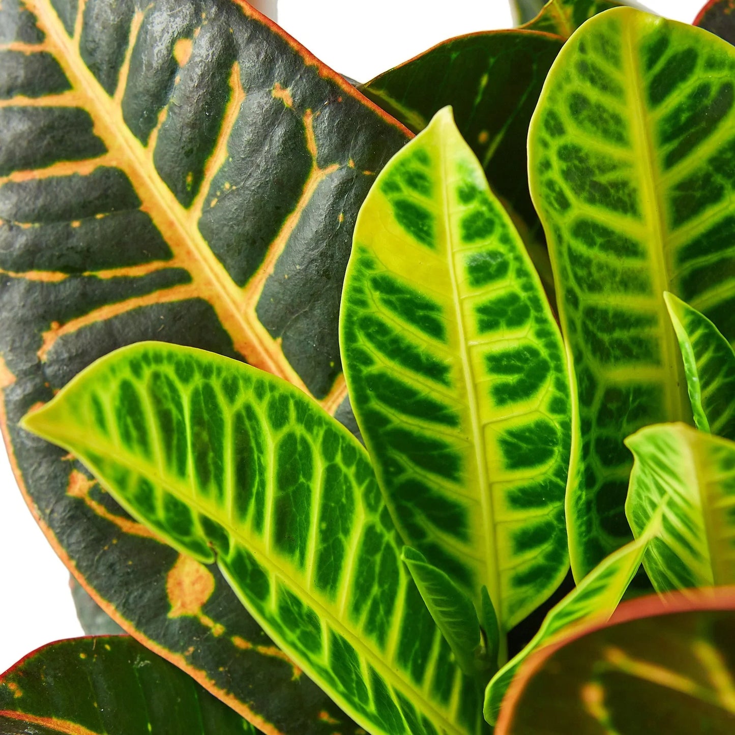 Croton Petra 'Joseph's Coat' - Painter's Palette: Vibrant Indoor/Outdoor Leafy Marvel