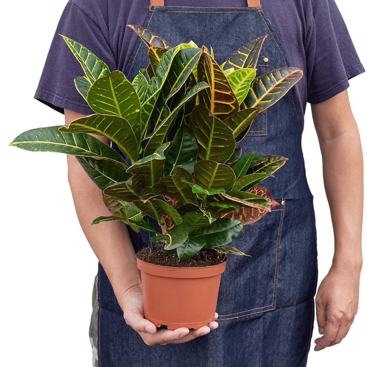 Croton Petra 'Joseph's Coat' - Painter's Palette: Vibrant Indoor/Outdoor Leafy Marvel