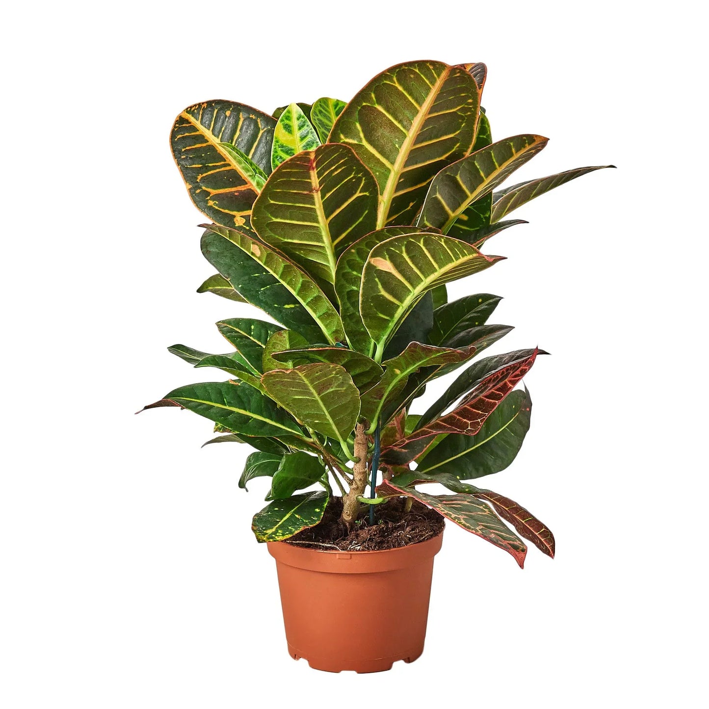 Croton Petra 'Joseph's Coat' - Painter's Palette: Vibrant Indoor/Outdoor Leafy Marvel