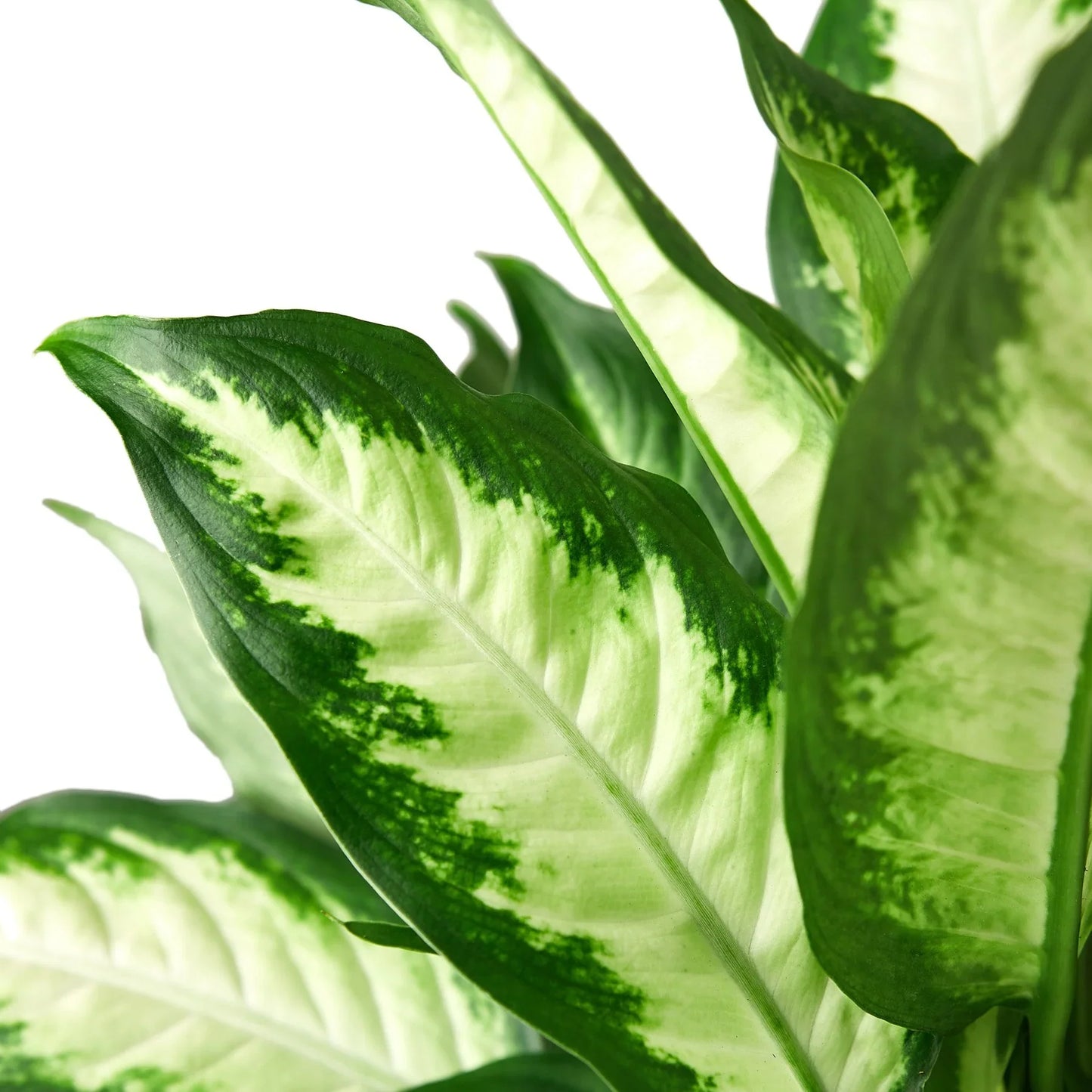 Dieffenbachia Camille - Eternal Sunshine: Vibrant, Low-Maintenance Houseplant with Striking Green and Yellow Leaves