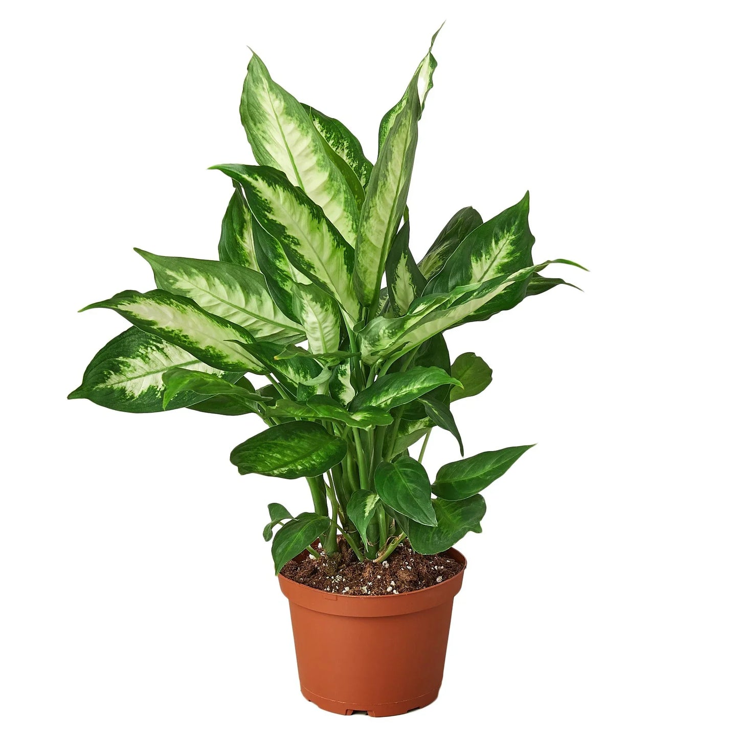 Dieffenbachia Camille - Eternal Sunshine: Vibrant, Low-Maintenance Houseplant with Striking Green and Yellow Leaves