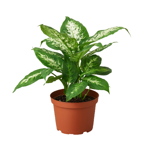 Dieffenbachia 'Tropic Snow' - Tropic Thunder: Low Maintenance Decorative Houseplant