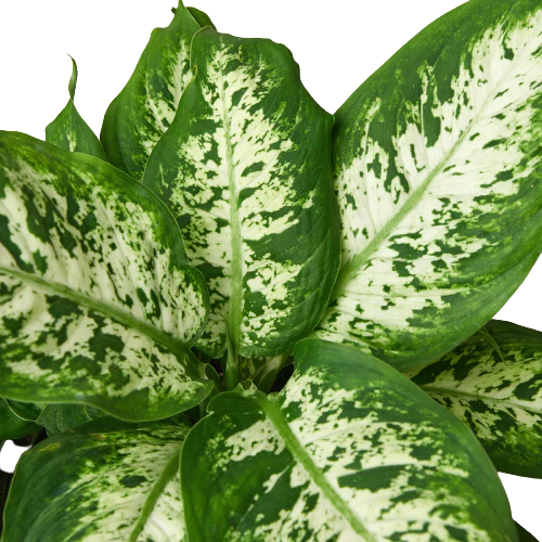 Dieffenbachia 'Tropic Snow' - Tropic Thunder: Low Maintenance Decorative Houseplant