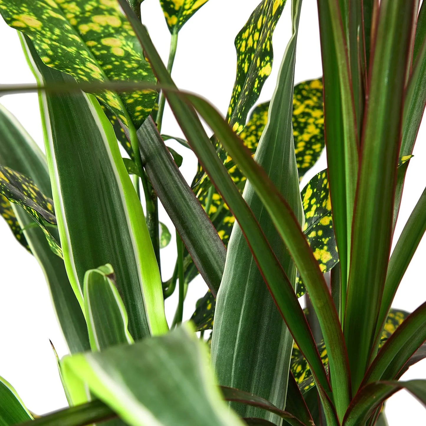 Dracaena 'Combo' - Tropical Trio Delight: Easy-Care Houseplant Mix Featuring Dragon Tree, Lemon Lime, and Croton Gold Dust