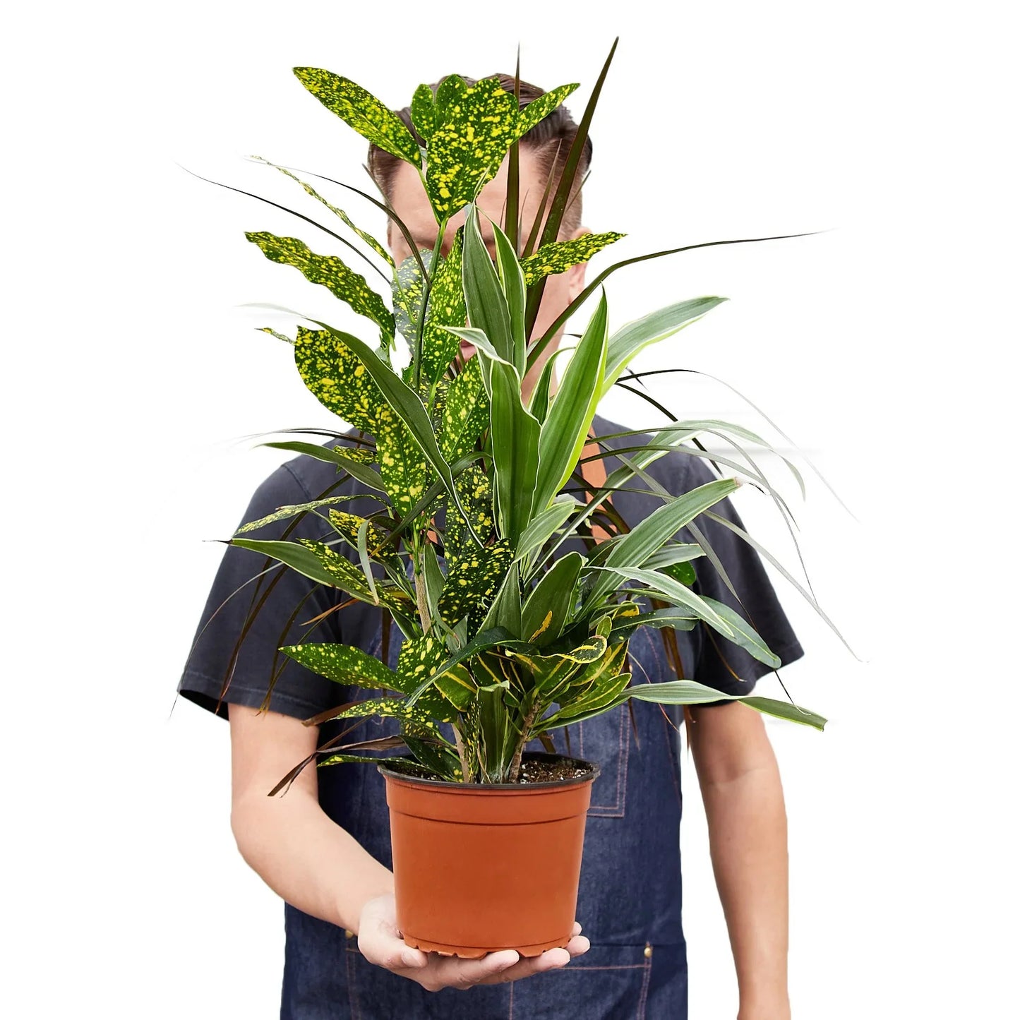 Dracaena 'Combo' - Tropical Trio Delight: Easy-Care Houseplant Mix Featuring Dragon Tree, Lemon Lime, and Croton Gold Dust