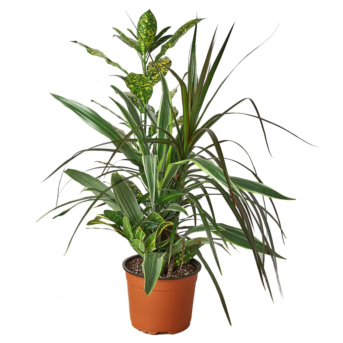 Dracaena 'Combo' - Tropical Trio Delight: Easy-Care Houseplant Mix Featuring Dragon Tree, Lemon Lime, and Croton Gold Dust